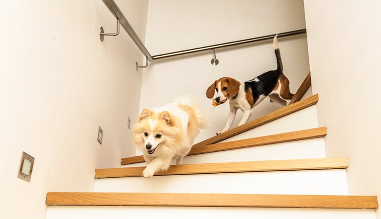 Un chien utilise un monte-escalier pour chiens