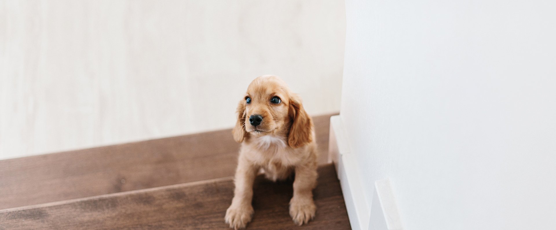 Monte Escalier pour Chien : modèles et prix