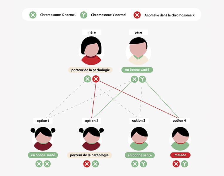 Infographie sur l'hérédité de la maladie de Duchenne