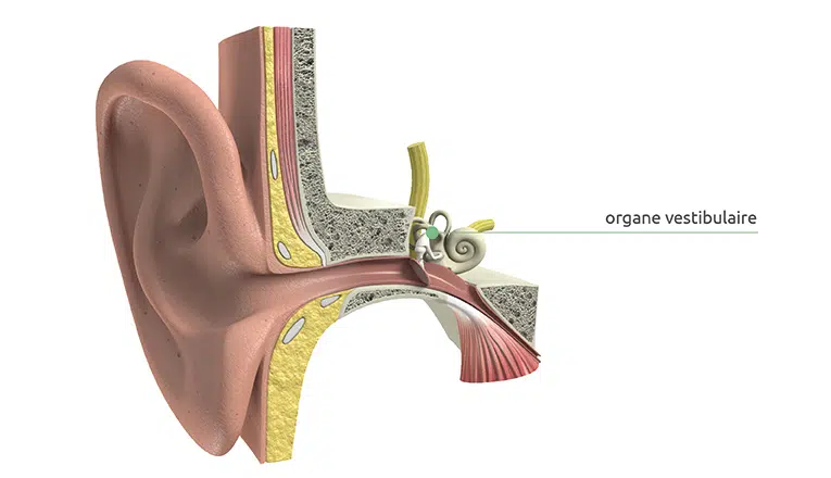 Organe vestibulaire - trouble de l'équilibre
