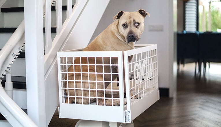 Un chien est assis en cage sur un monte-escalier à plateforme.